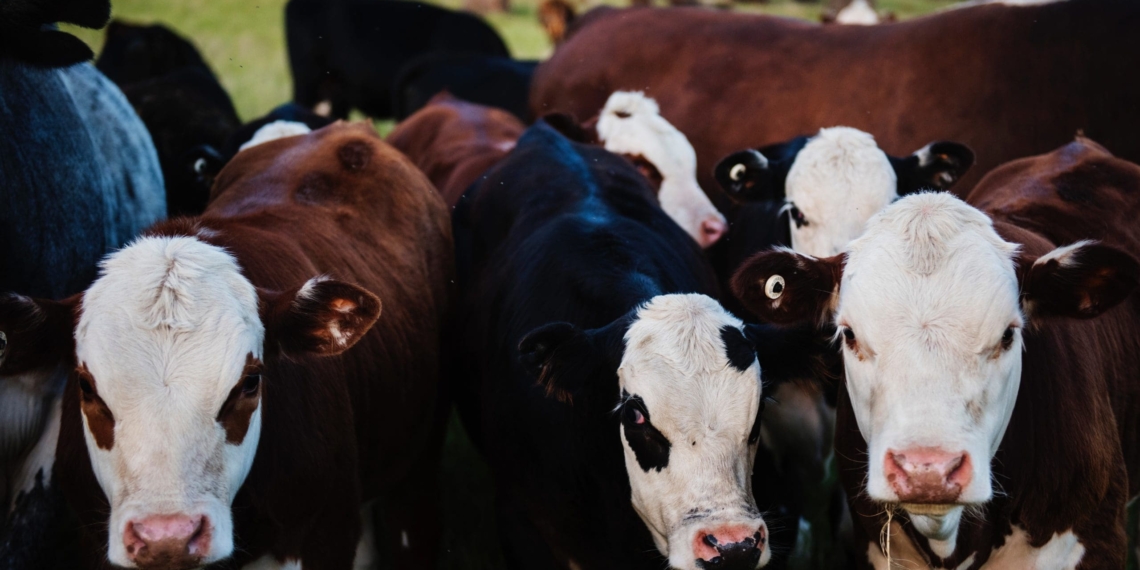 The South African cattle market is no stranger to covid-19 disruptions. The beef industry is subject to changes as a result of growing challenges from the covid-19 pandemic.