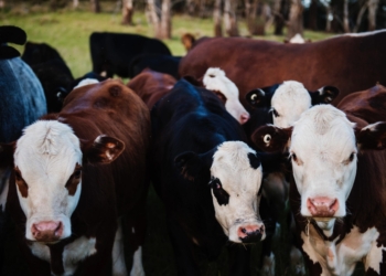 Now is the time to buy red meat – if you can afford it