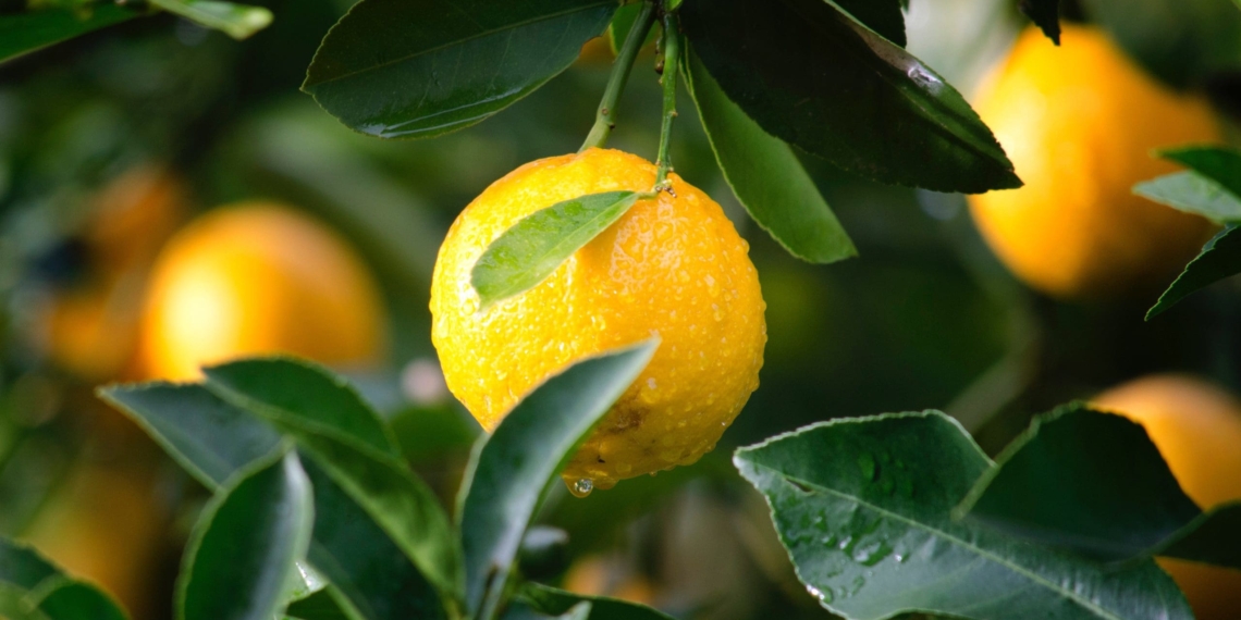 The new citrus levy will ensure both the long-term competitiveness of the industry and the sustainable growth of black-owned citrus enterprises. Photo: Supplied