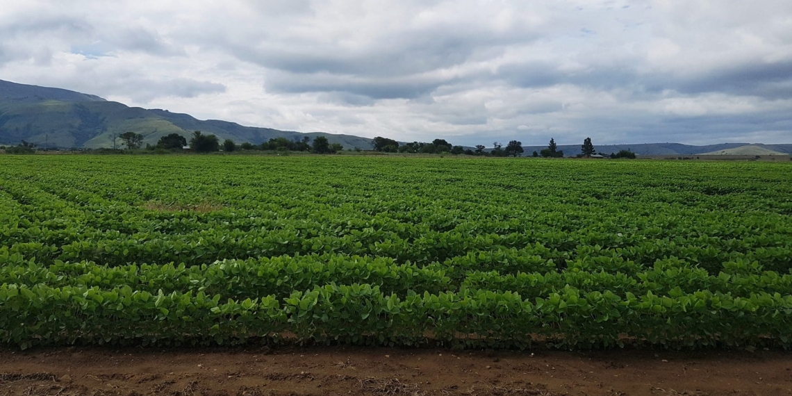 The Jobs Fund has leveraged more than R800 million for job creation and broader inclusion in South Africa’s agricultural sector. Photo: Supplied