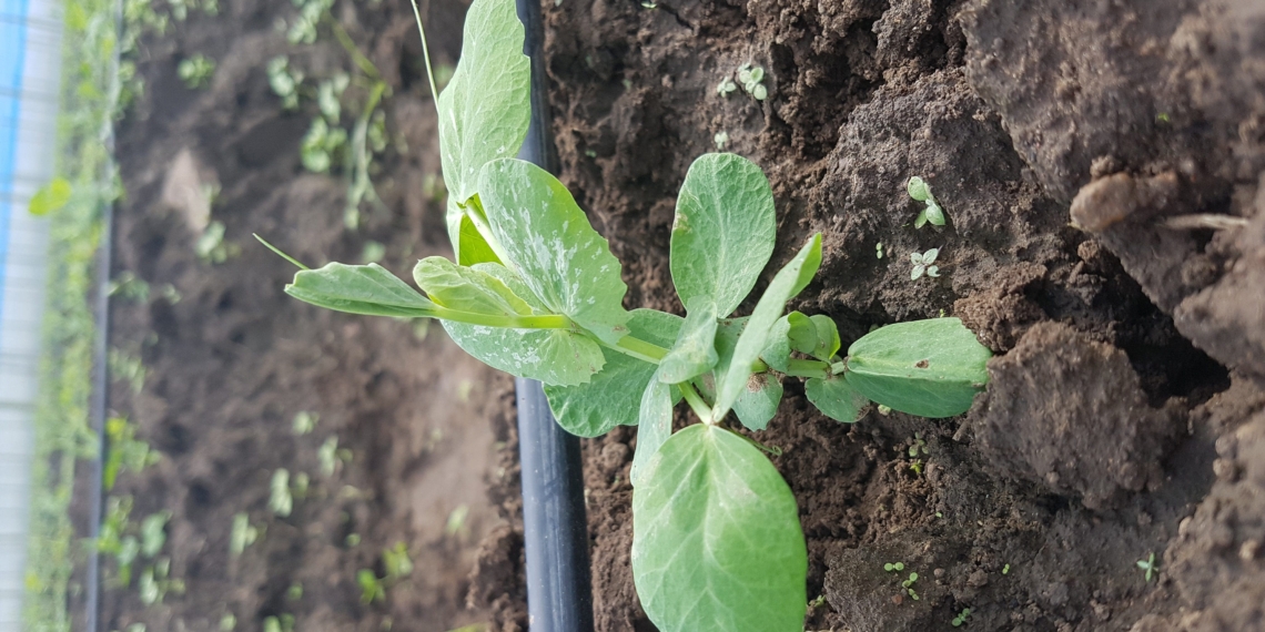 About R500 million’s worth of support inputs is being distributed among small-scale farmers throughout the country. Photo: National Treasury