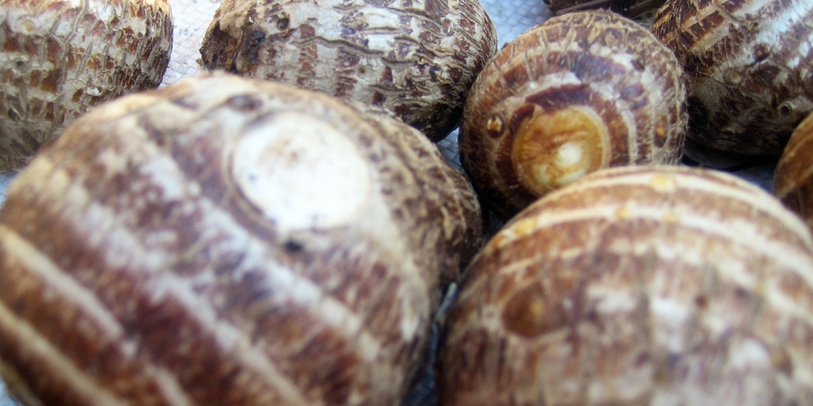 Amadumbe: Get to know SA's potato alternative