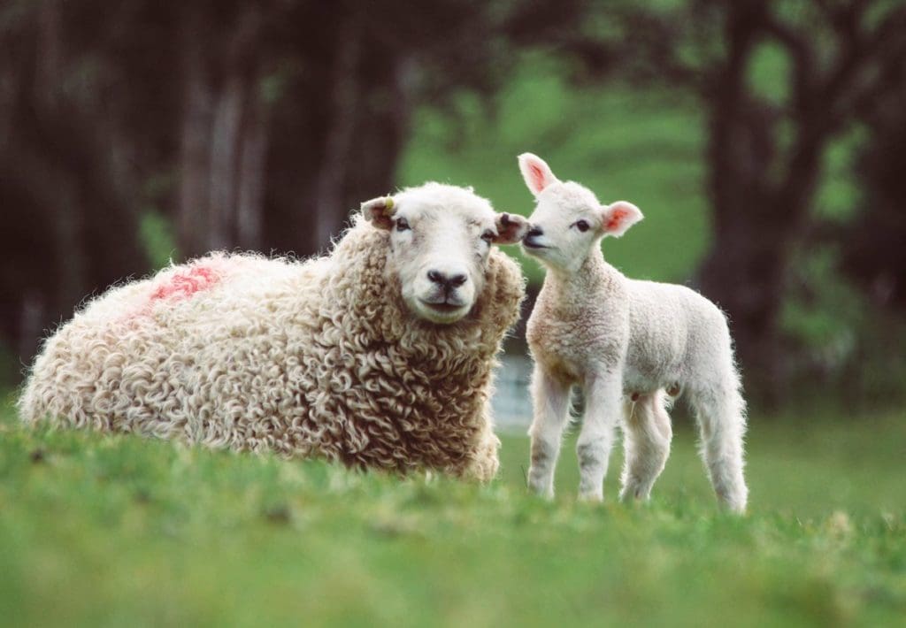The QPro sheep series provides all the nutrients your sheep need. Photo: Supplied/Food For Mzansi
