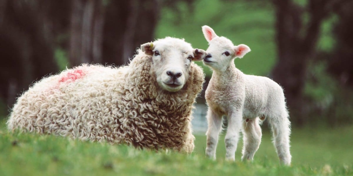 The QPro sheep series provides all the nutrients your sheep need. Photo: Supplied/Food For Mzansi