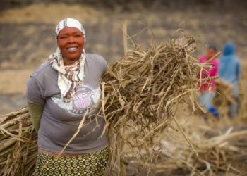 Small-scale cane growers' pleas have been answered with a rail facility that will save them millions each year in road transport. Photo: Supplied/Food For Mzansi