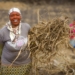 Small-scale cane growers' pleas have been answered with a rail facility that will save them millions each year in road transport. Photo: Supplied/Food For Mzansi