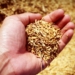 Water efficiency. Identifying areas that are being overwatered or underwatered is key. Photo: Supplied/Food For Mzansi