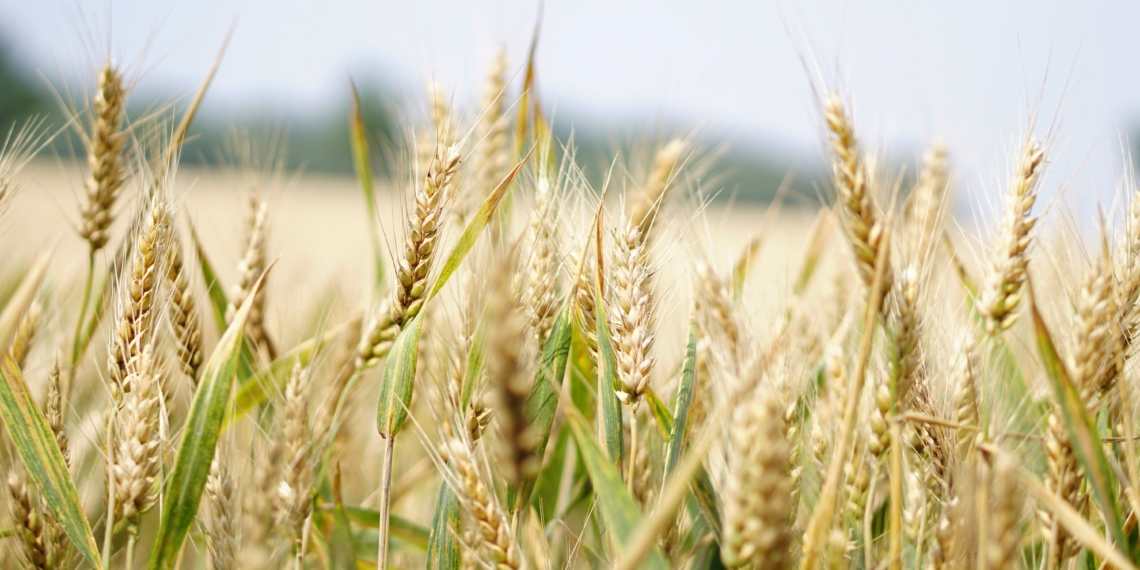 East Africa's cereal grain production has decreased over the course of the past year, but still remains higher than the levels achieved in 2020. Photo: Supplied/FoodForMzansi