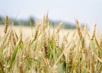 East Africa's cereal grain production has decreased over the course of the past year, but still remains higher than the levels achieved in 2020. Photo: Supplied/FoodForMzansi