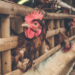 South Africa's chicken industry has stagnated in the last decade while imports of chicken meat products increased. Photo: Supplied/Food For Mzansi