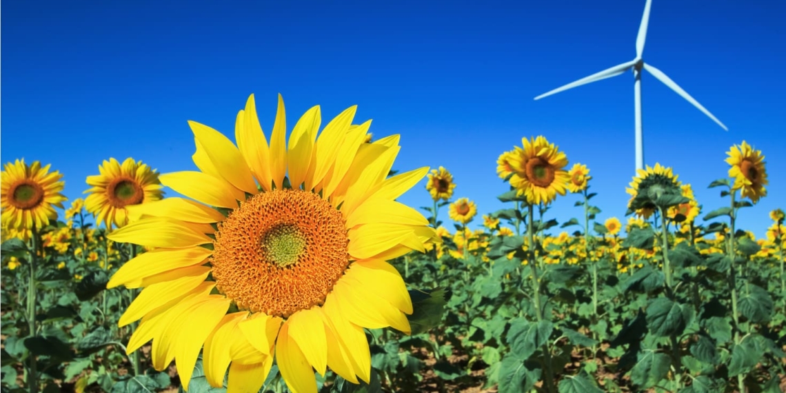 Gather to Grow: Sunflower farms primed to thrive in summer