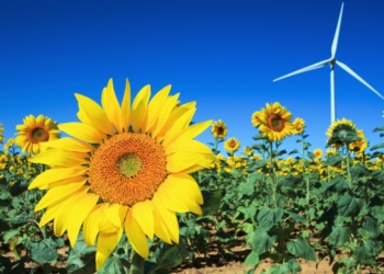 Gather to Grow: Sunflower farms primed to thrive in summer