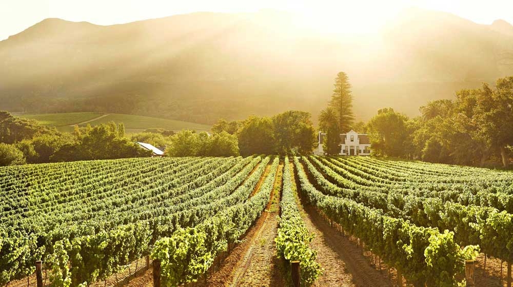 Two of South Africa’s wine fathers – the legends who brought us chardonnay and pinotage – pleads with government to show the industry some respect. Photo: Buitenverwachting