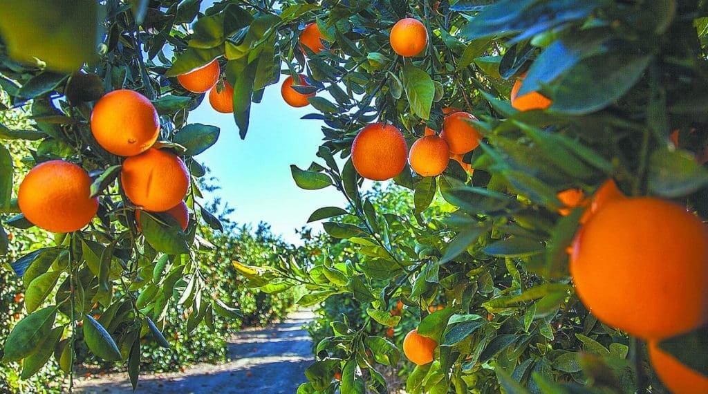 The Citrus Growers Association of Southern Africa is expanding into Vietnam's market, bringing South African oranges to new consumers. Photo: Supplied/Food For Mzansi