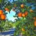 Citrus growers call for 120% export levy