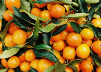 Diesel shortage driving citrus farmers’ harvest costs through the roof