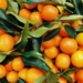 Diesel shortage driving citrus farmers’ harvest costs through the roof