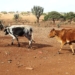 water resources