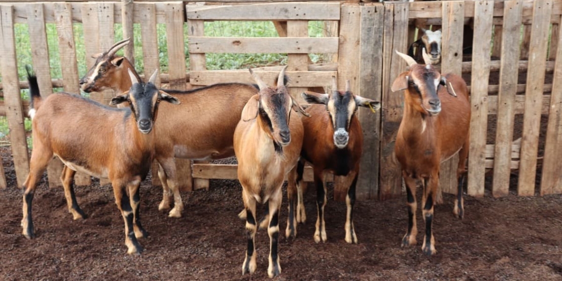 You can get your new goat farming enterprise off the ground much sooner if you bear these basic tips in mind. Photo: Supplied
