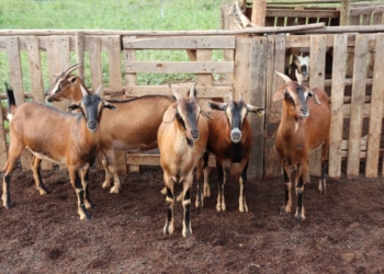 ‘Farming is the best way to fight poverty,’ exclaims goat farmer