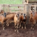 ‘Farming is the best way to fight poverty,’ exclaims goat farmer