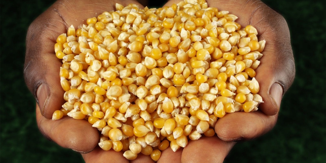 The grain industry will be experiencing an exceptional harvesting season despite diesel shortages, load shedding and recent weather interruptions. Photo: Supplied