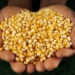 Farmers poised to bring in second biggest maize harvest ever
