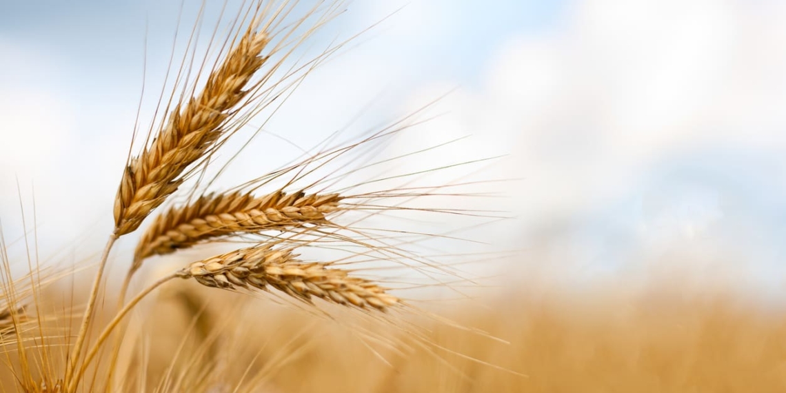 Wheat. Photo: Supplied/Food For Mzansi