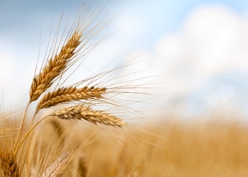 Banking giants commit a million bucks to feed needy