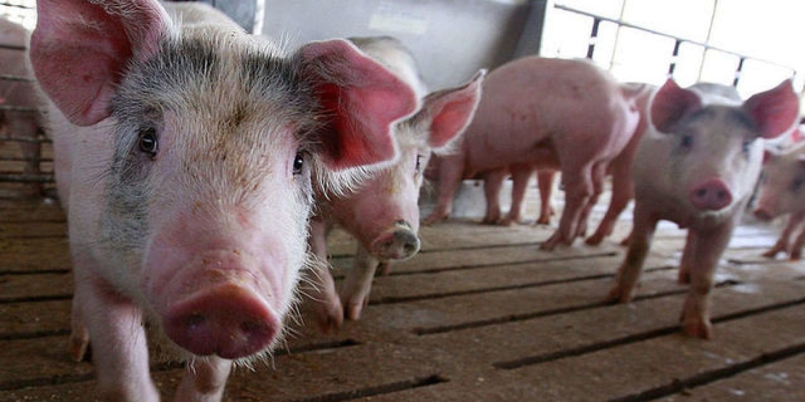Pig farming, or rather farming as a whole, is not a "get rich quick" business. Photo: Supplied/Food For Mzansi