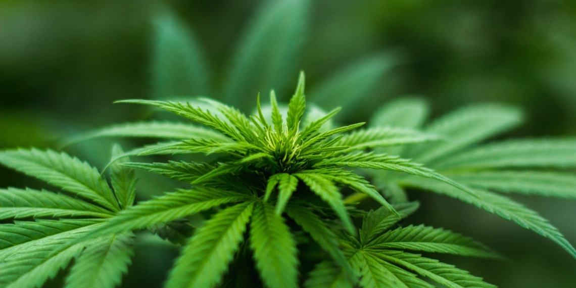 Cannabis is already a nearly $170 billion global industry, says Euromonitor International. Photo: Supplied