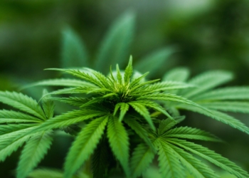 Cannabis is already a nearly $170 billion global industry, says Euromonitor International. Photo: Supplied