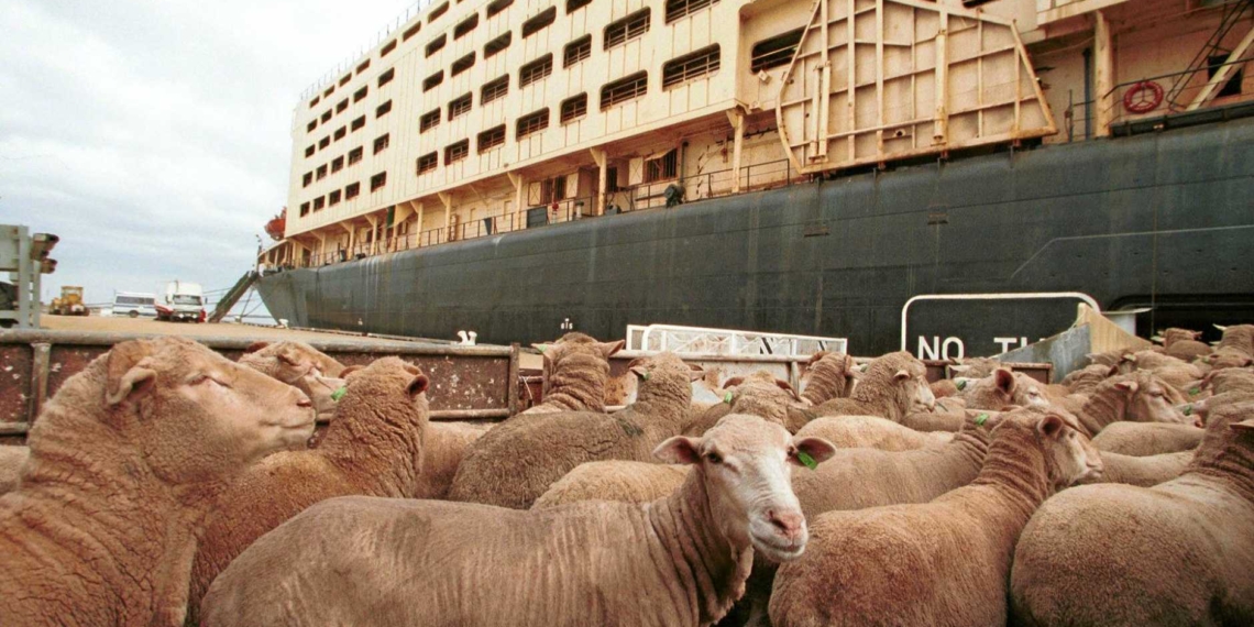 South Africa will not be impacted by New Zealand’s permanent ban on live cattle exports by sea. Photo: Supplied/Al Mawashi