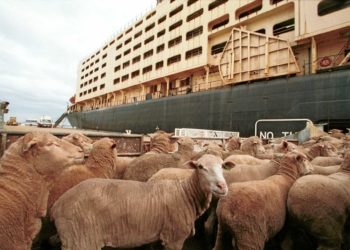 South Africa will not be impacted by New Zealand’s permanent ban on live cattle exports by sea. Photo: Supplied/Al Mawashi