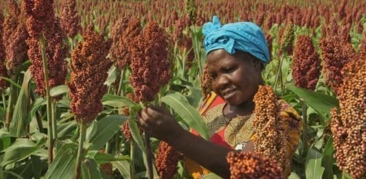 Sorghum remains a great choice amid climate challenge