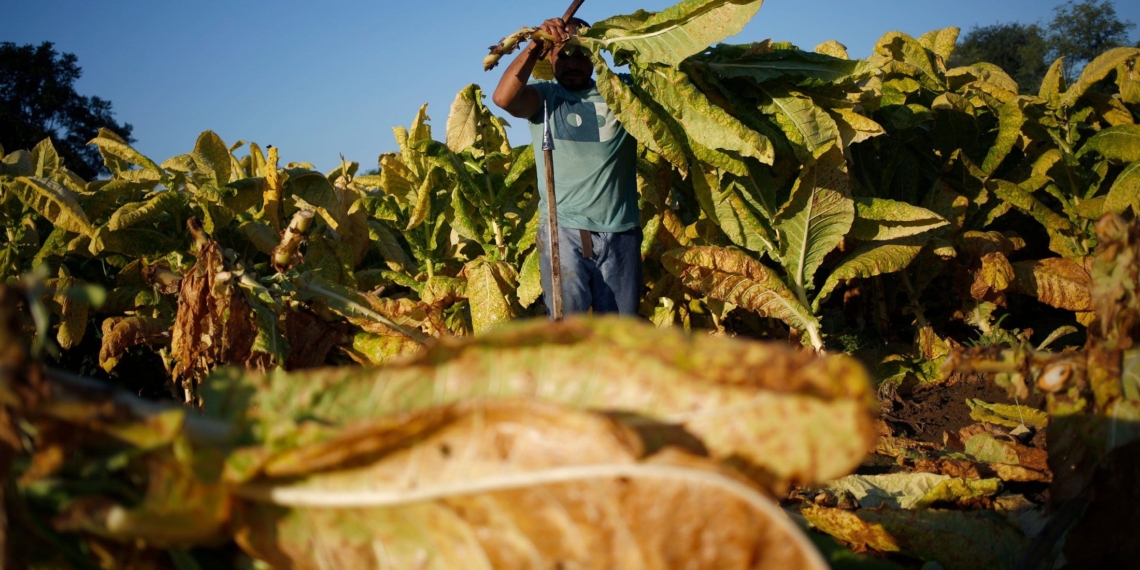 The illicit cigarette trade has already led to the demise of many tobacco farmers across South Africa. Photo: Supplied/Food For Mzansi