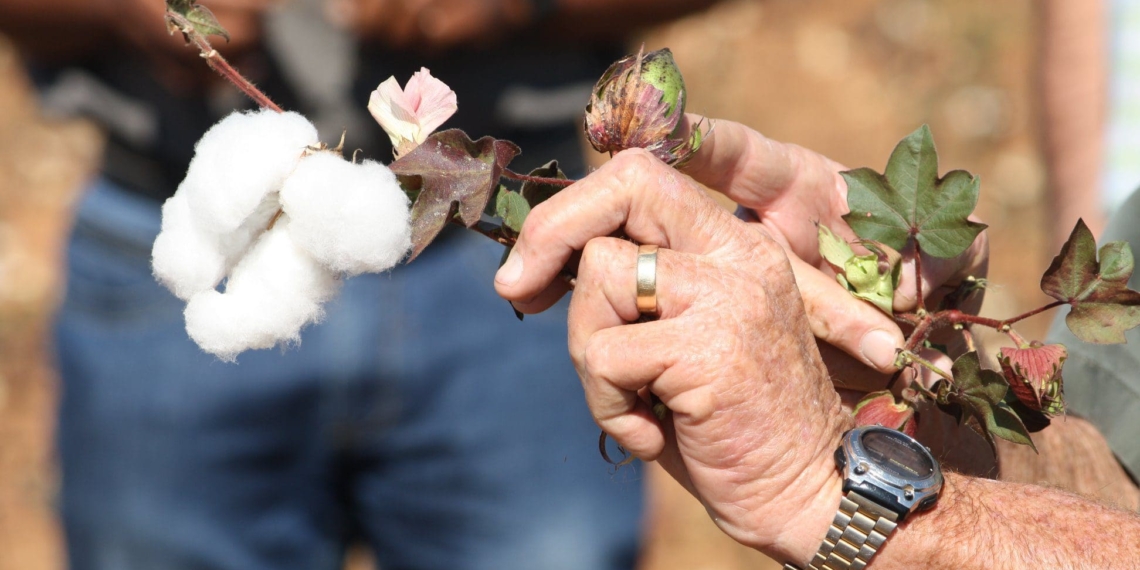 Cotton creates five jobs for every ton produced, thus having massive potential in South Africa and the rest of the continent. Photo: Sustainable Cotton Cluster