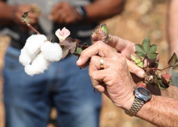 Cotton creates five jobs for every ton produced, thus having massive potential in South Africa and the rest of the continent. Photo: Sustainable Cotton Cluster