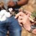 Cotton creates five jobs for every ton produced, thus having massive potential in South Africa and the rest of the continent. Photo: Sustainable Cotton Cluster