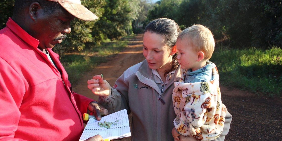 Johnathan Maknanisa, Elsje and Chrisjan Joubert count stinkbugs obtained from the orchards during the morning scouting expedition. Photo: Lindi Botha