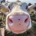 ‘Regenerative agriculture can herald a new dawn for Mzansi farmers’