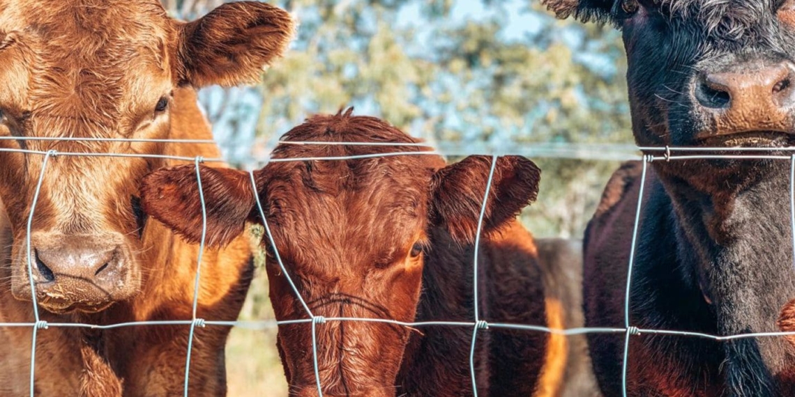 Thanks to the high value beef partnerships project, South African farmers will have a better chance at meeting exacting meat specifications. Photo: Pexels.