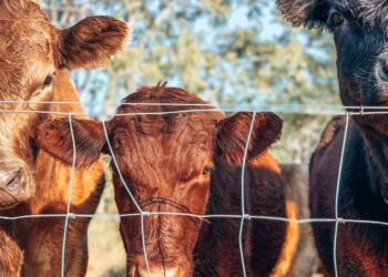 Thanks to the high value beef partnerships project, South African farmers will have a better chance at meeting exacting meat specifications. Photo: Pexels.