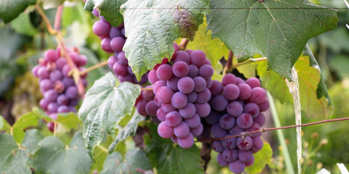 Black wine business owners are calling on the department of agriculture to ensure economic inclusivity and the sustainability of black-owned wine businesses. Photo: Pexels.