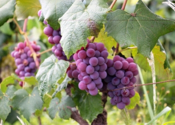 Black wine business owners are calling on the department of agriculture to ensure economic inclusivity and the sustainability of black-owned wine businesses. Photo: Pexels.