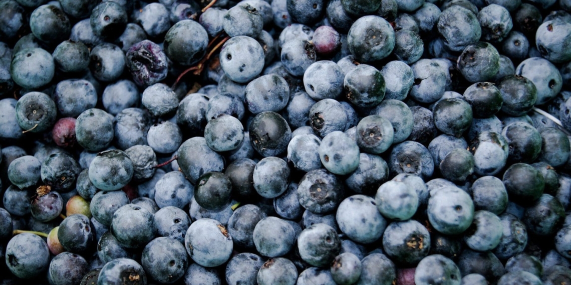 Berry farmers and exporters can look out for the international summit to be held at the CTICC at the end of September. Photo: Supplied/Food Mzansi