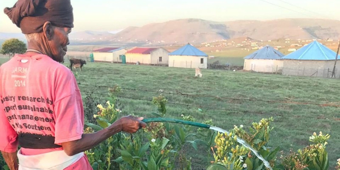 Although the ban on the sale of tobacco products has been lifted, black tobacco farmers say they have a tough road ahead of them.