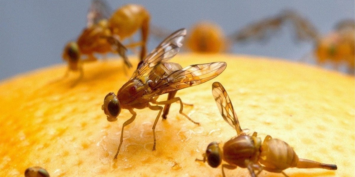 The Mediterranean fruit fly infests over 260 different fruits, flowers, vegetables and even nuts, almost all grown in South Africa. Photo: Supplied/Food For Mzansi