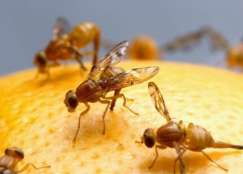ARC wants Southern Africa fruit fly free in 3 years