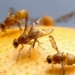 ARC wants Southern Africa fruit fly free in 3 years